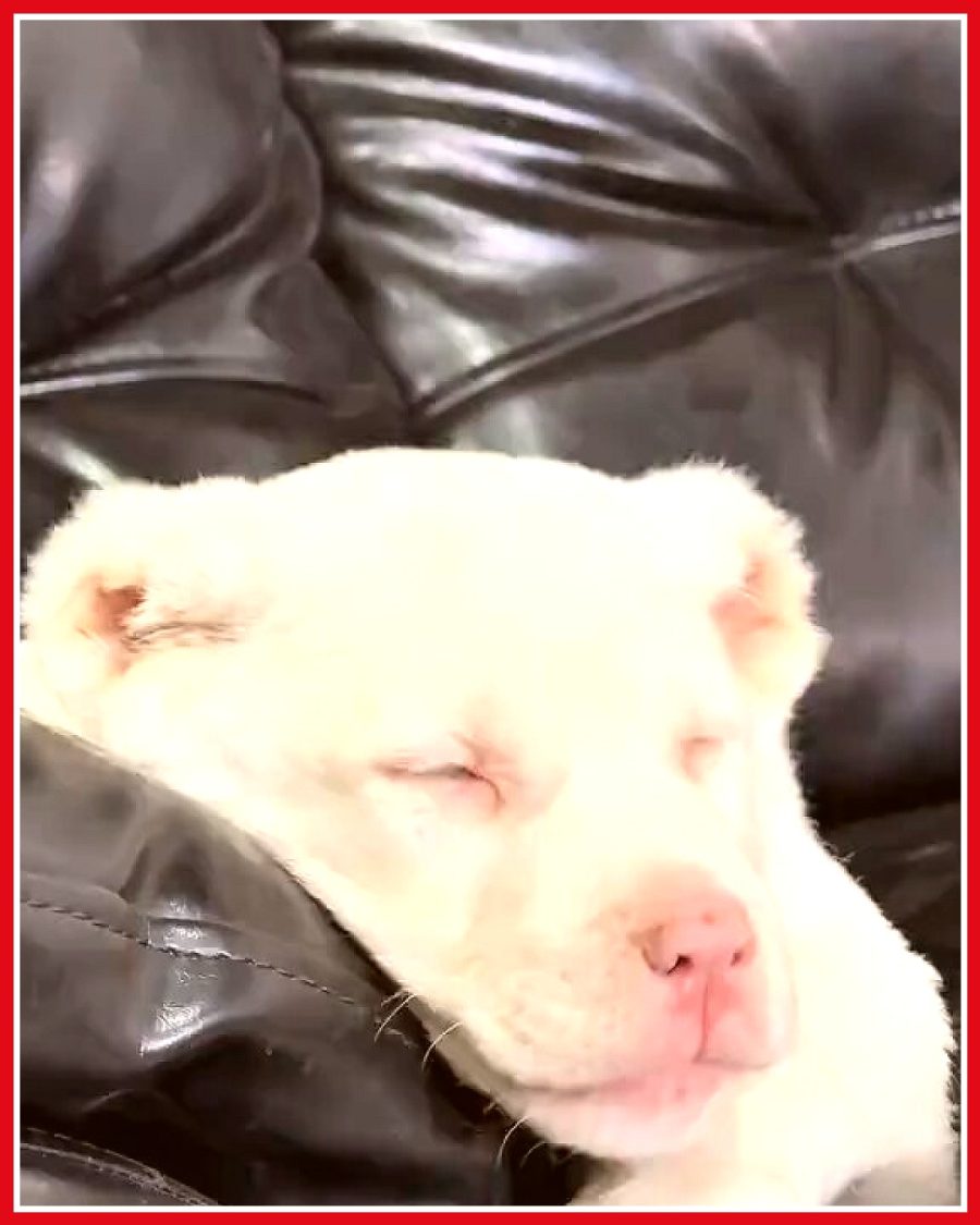 Albino Kangal köpeği, dikkat çeken görünümüyle ilgi topladı