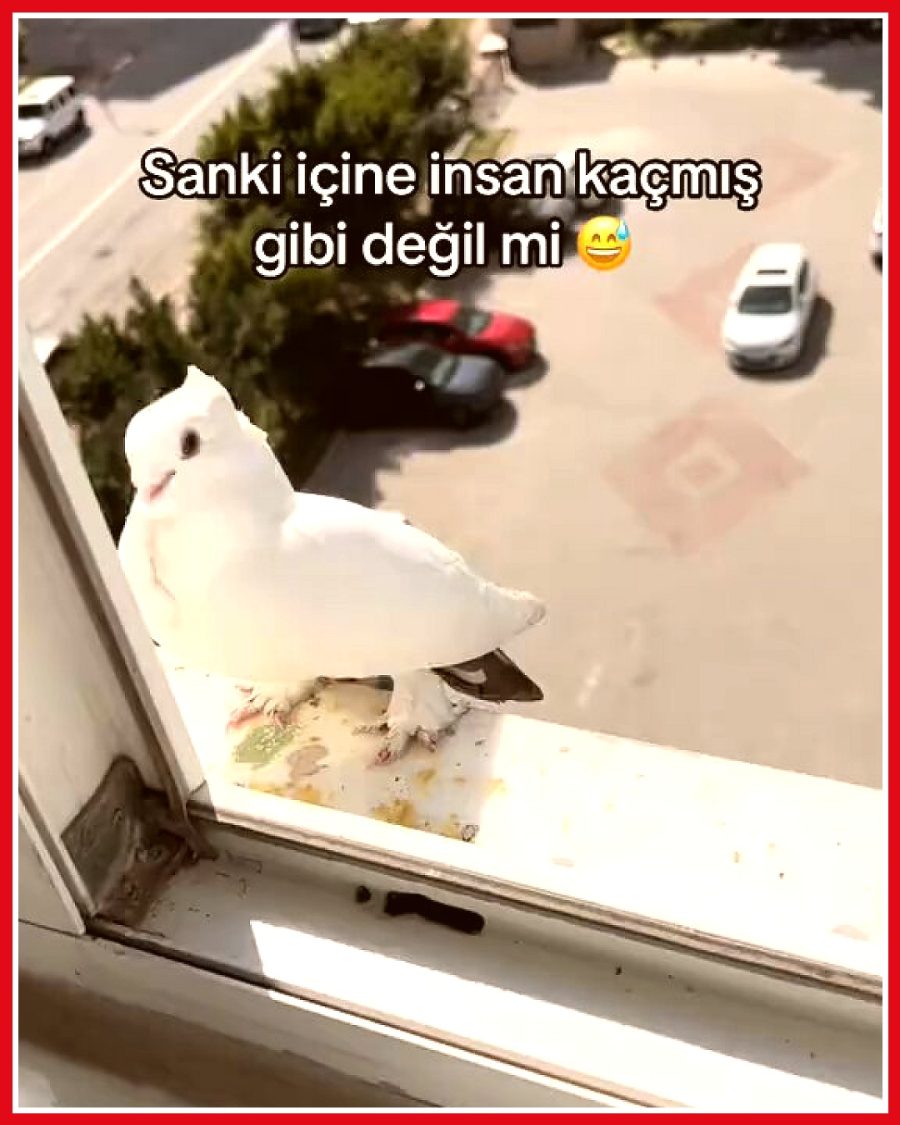 Güvercini besleyen adam, yemini geri almak isteyince kuş saldırdı