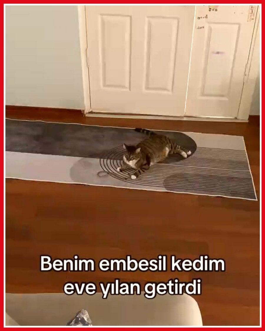 Kedisinin evine yılan getirmesi kadının şaşkınlığına neden oldu