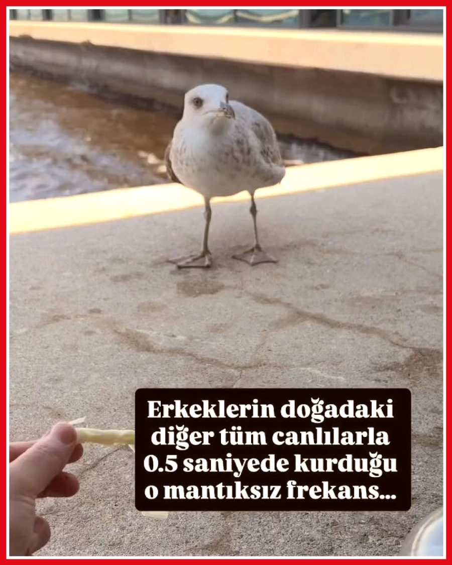 Kadının martıya yiyecek verirken eşinin elinden alması