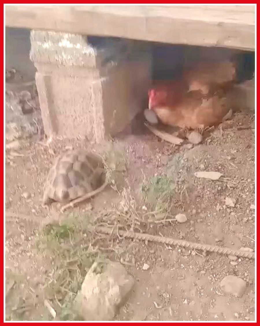 Kaplumbağa, yumurta hırsızlığı sırasında tavukla karşılaştı