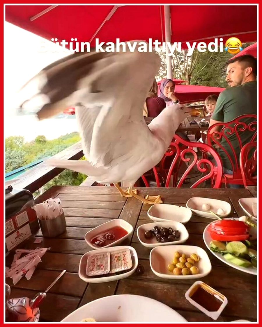 Restoranda kahvaltı yapan çiftin martı ile anları görüntülendi