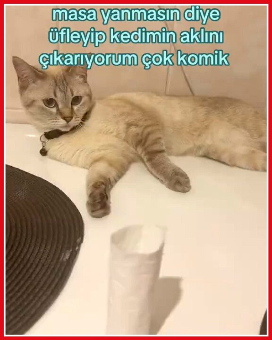 Kadın, sosyal medyadaki akımı denerken kedisiyle eğlendi
