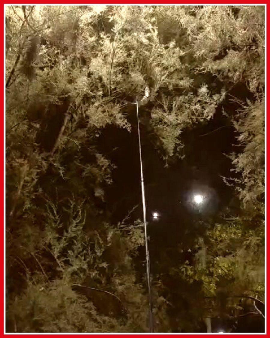 Eşinin yanında balık tutan adamın oltası koptu, levrek ağaca fırladı