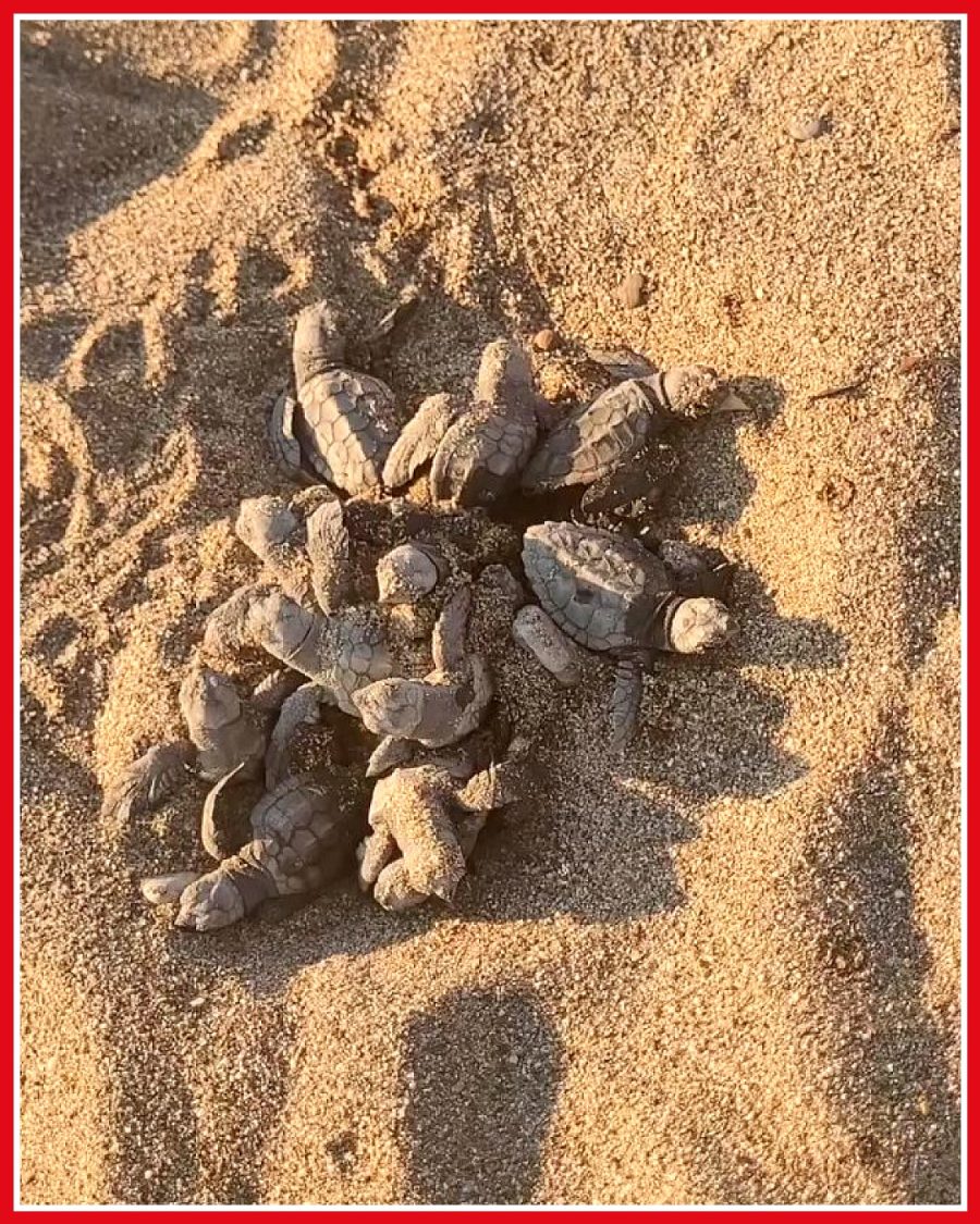 Yumurtalarından çıkan caretta carettalar denizle buluştu