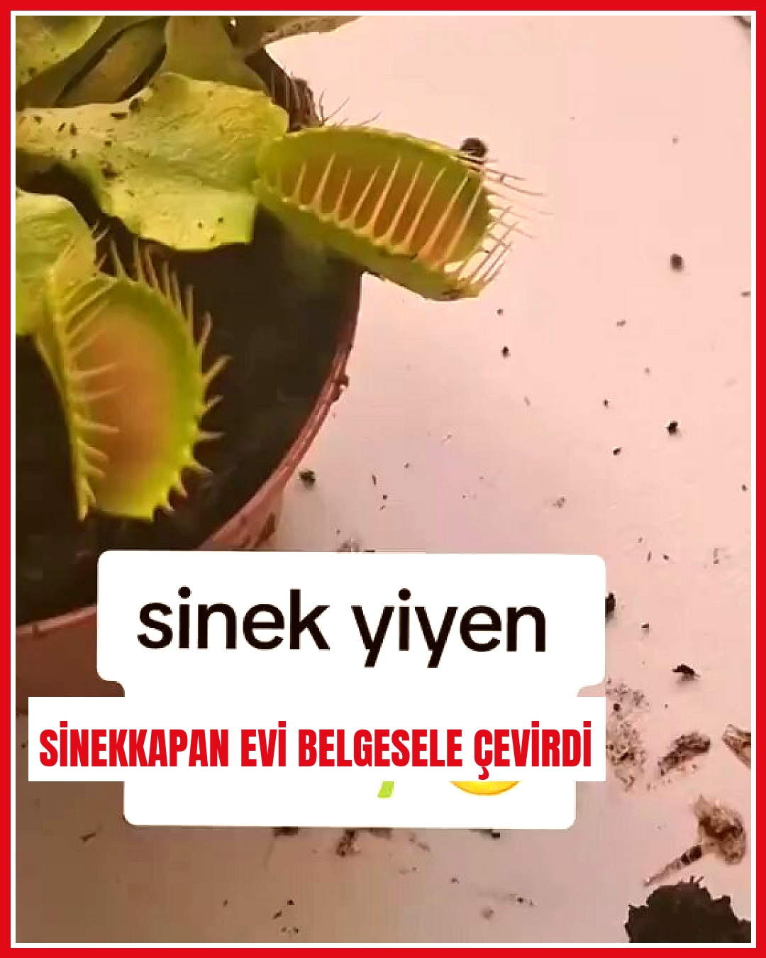 Sinekkapan bitkisi alan kadın