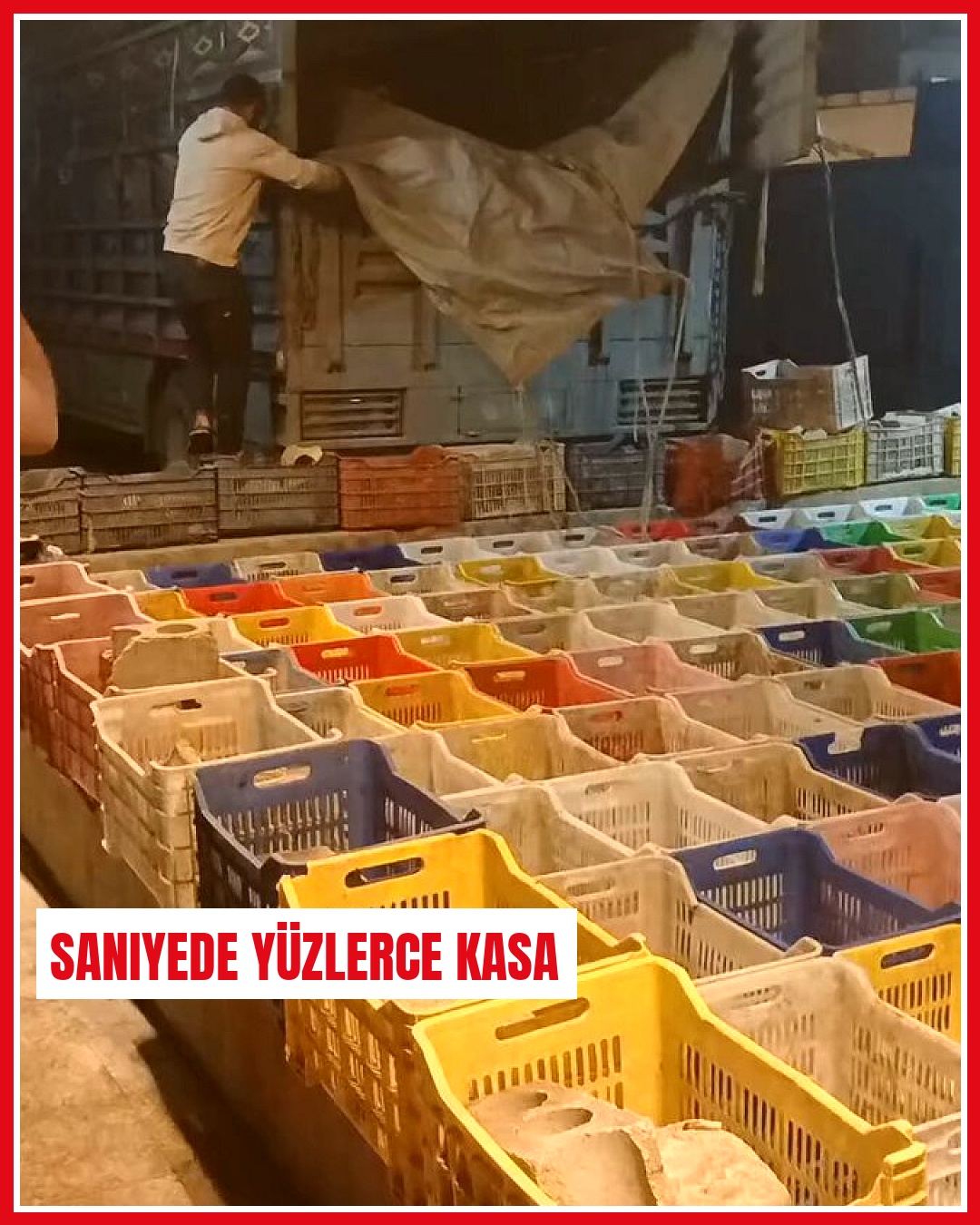 Balıkları kamyona dolduran adam, saniyeler içinde kasalara dağıttı