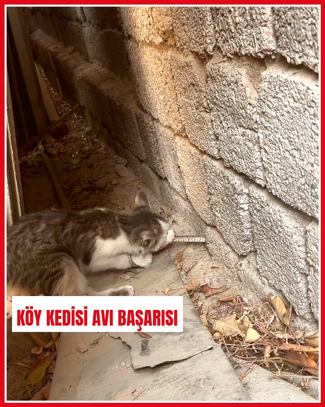Yaşına bile girmemiş köy kedisi, avludaki hareketli canlılara