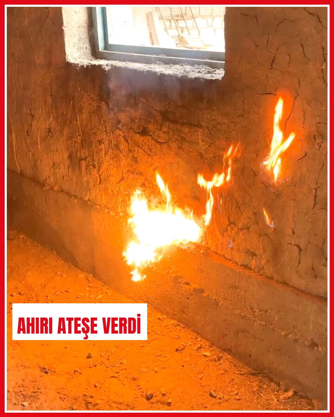 Ahırındaki bit ve pire sorununu çözmek için ahırını