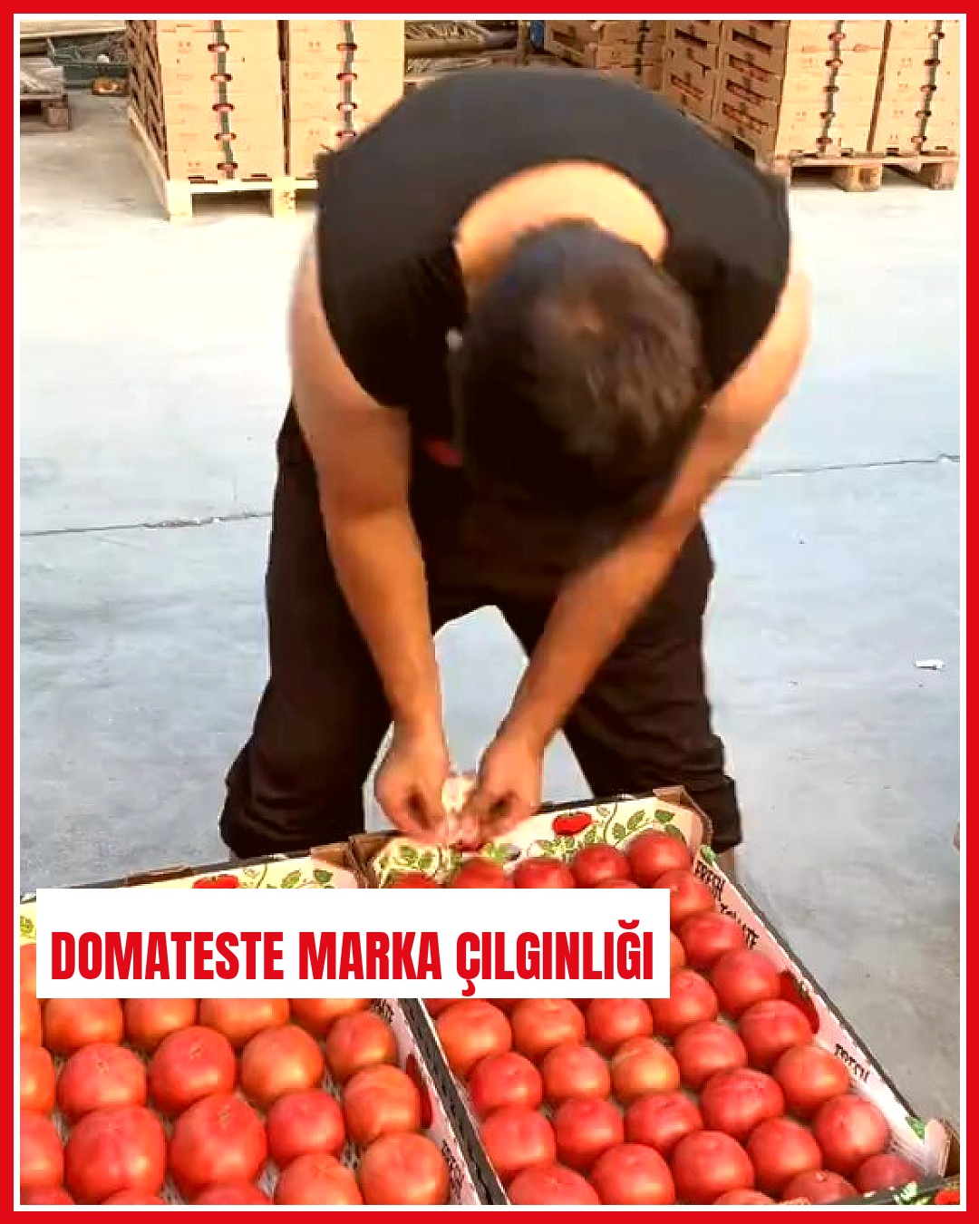Eşit ağırlık mezunu genç sebze hâlinde domatese etiket