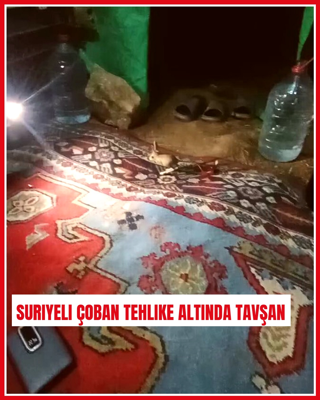 Niğde'de Suriyeli çoban, nesli tehlike altında olan Arap
