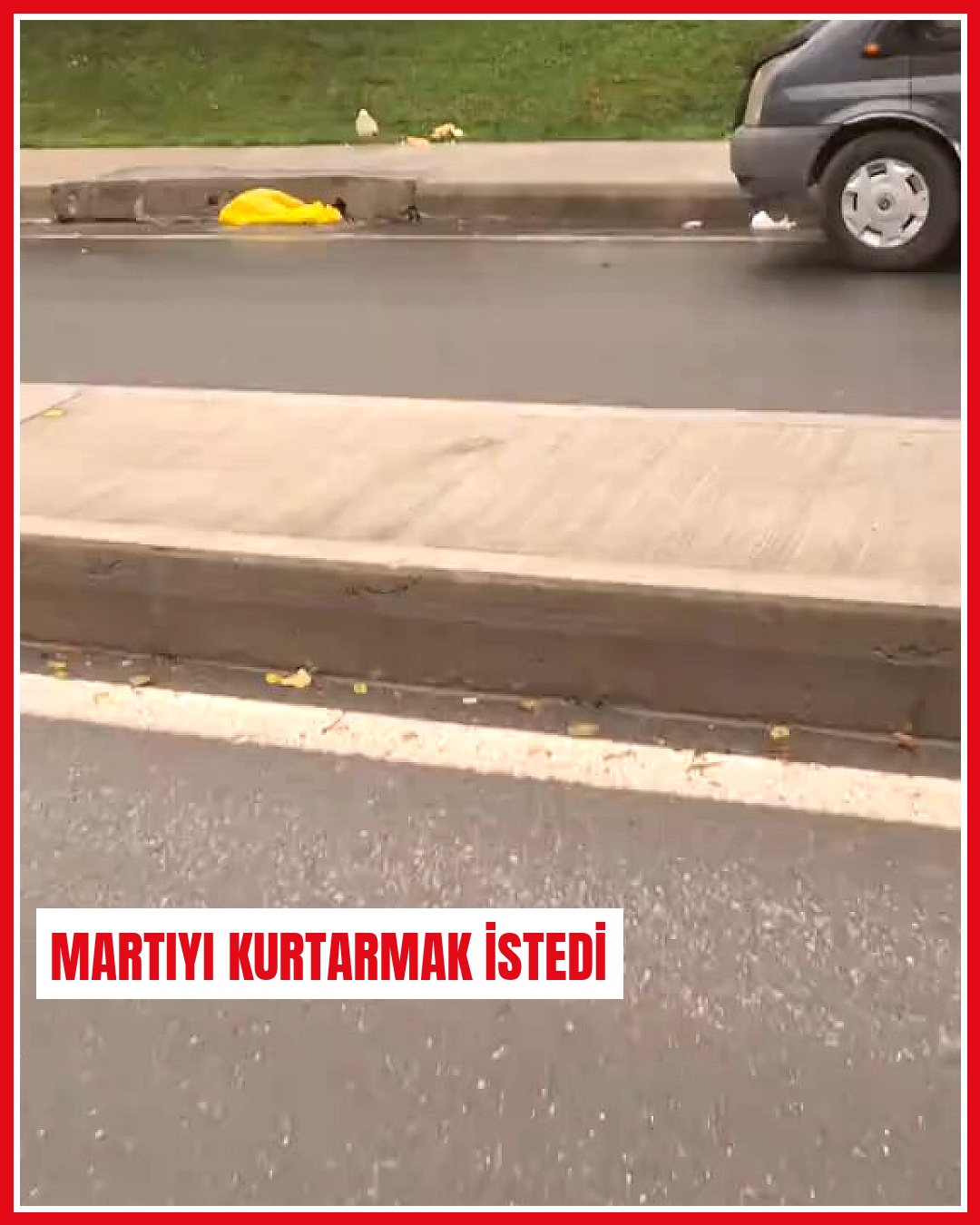 İstanbul'da martıyı kurtarmaya çalışan vatandaşın hatalı davranışı dikkat