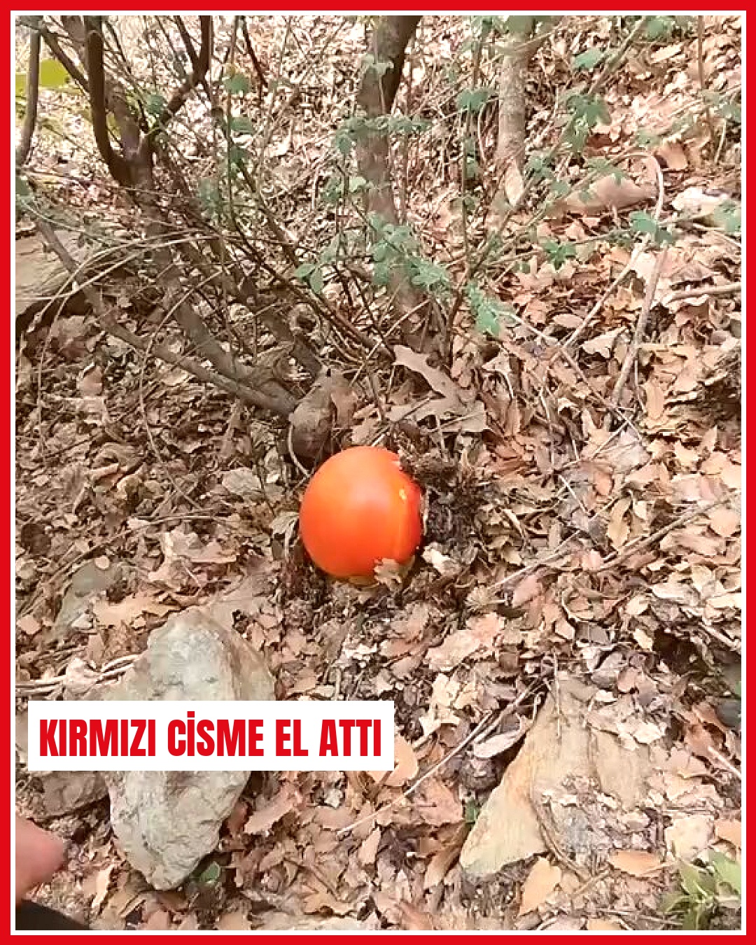 İstanbul'da doğa gezisinde domates zannettiği cisimle karşılaşan vatandaş