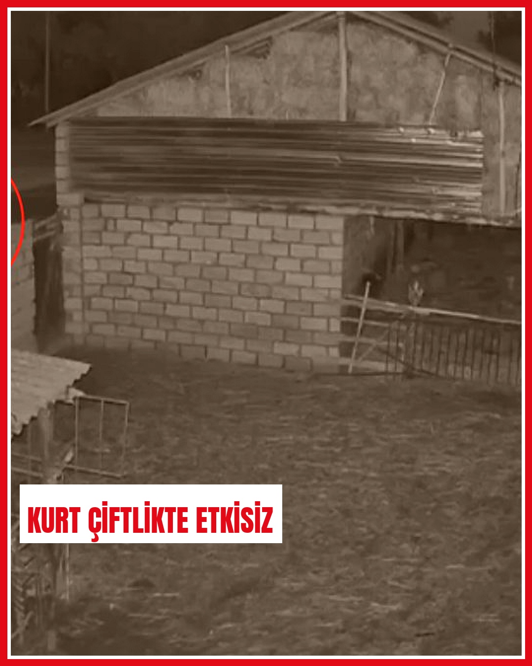 Keçi çiftliğine giren yabani kurt çiftlikteki bir hayvan