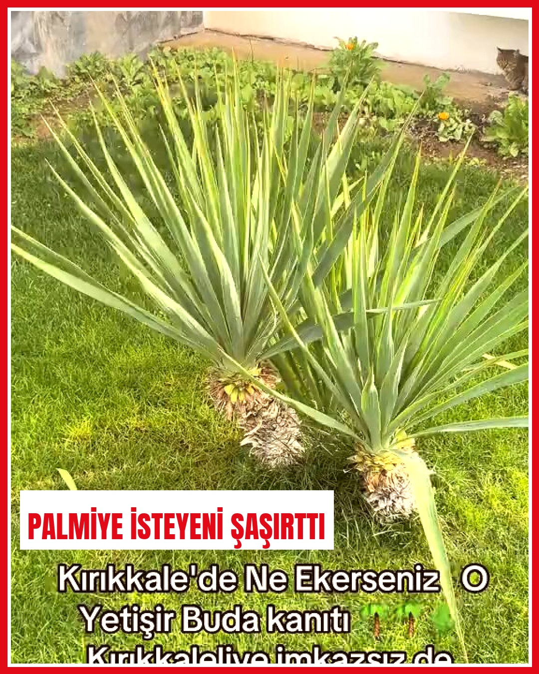 Kırıkkale'de peyzaj firması, palmiye ağacı talebine yanıt verdi