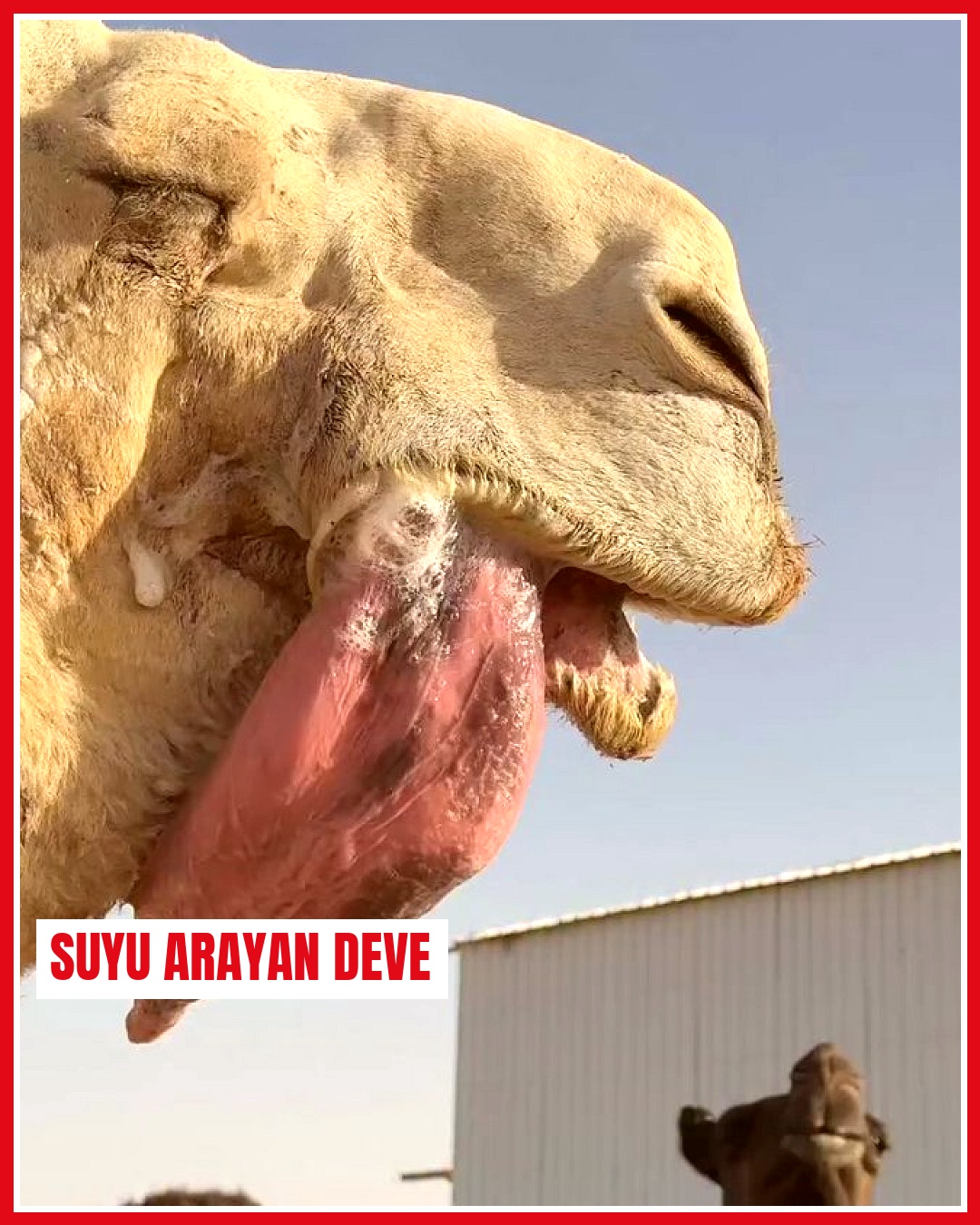 Susuz kalan deve, havadaki nemle serinlemeye çalıştı